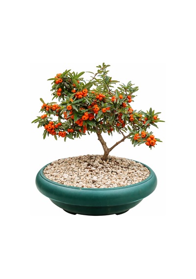Bonsai Pyracantha Coccinea / Ateş Dikeni 5-6 Yaşında
