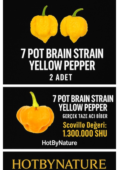 7 Pot Braın Straın Yellow Pepper / 1,5 Milyon Scoville - Gerçek Taze Acı Biber