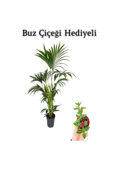 Canlı Yapraklı Areka-areca Salon Palmiyesi Sevgililer Gününe Özel Buz Çiçeği Hediyeli