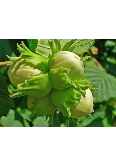 Çinko Sülfat 25 KG ( Zinc Sulfate) %22 Zn