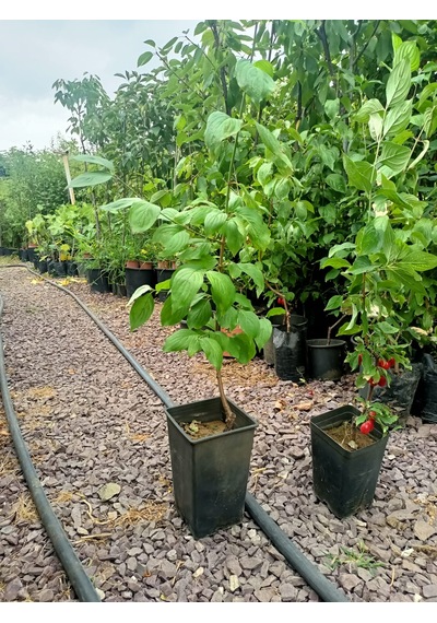 Yeşil Deniz Fidancılık Tüplü Kızılcık Fidanı 50-100 Cm