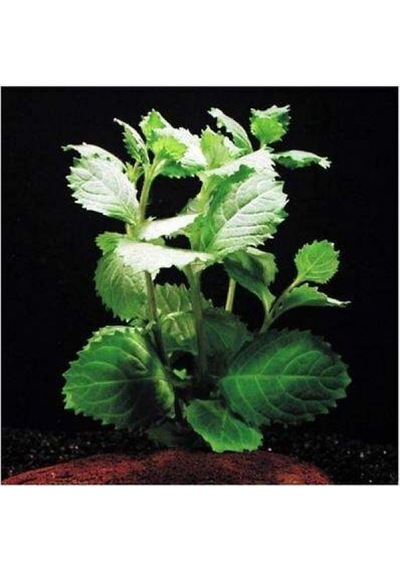 Hygrophila Difformis Çınar 4 Kök 8-10 Cm