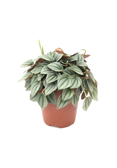 Peperomia Caperata napoli Nights - Ev Ve Ofis Bitkisi N11.3123 Peperomia Caperata napoli Nights - Ev Ve Ofis Bitkisi N11.3123