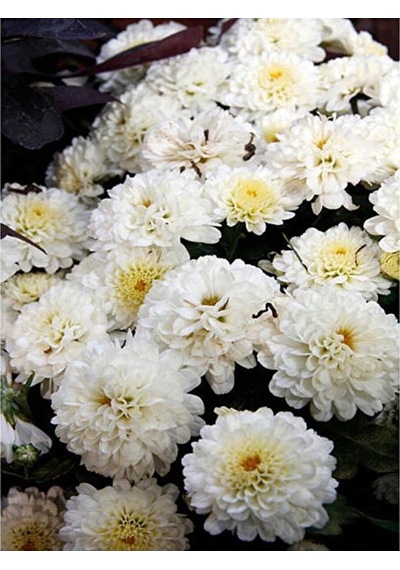 Chrysanthemum Beyaz Renk Kasımpatı Çiçeği 1 Adet Saksılı Salon Çiçeği