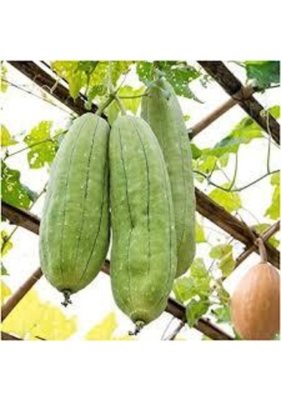 100 Adet Tohum Eko Paket Lif Kabak Tohumu Kabak Tohumu Lif Kabağı Tohumu Sürpriz Hediye Tohumludur