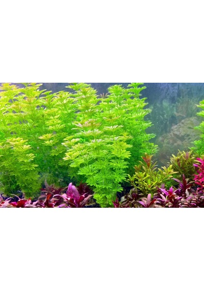 Aqua Expert Kolay Akvaryum Bitkisi - Limophila Sessiliflora Ambulia - Saksılı - 5 Dal