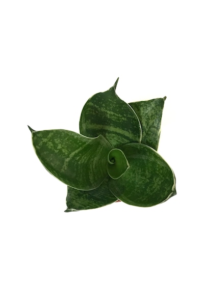 Sansevieria 'green Hahnii' Paşa Kılıcı Ø5,5 Cm H0-10 Cm