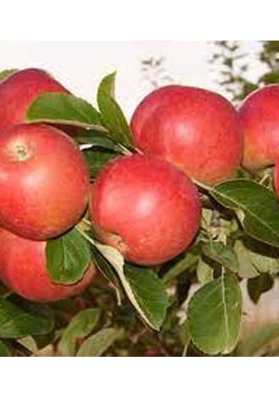 Elma Amasya 150-200 Cm Tüplü