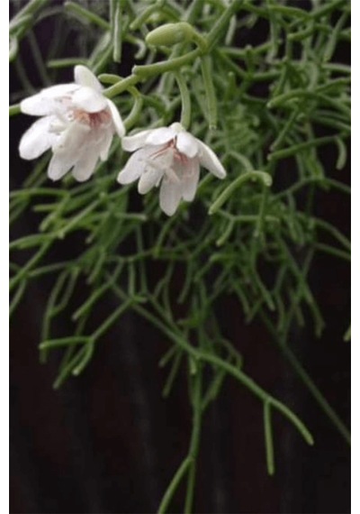 Rhipsalis Cereuscula | Askılı Saksıda