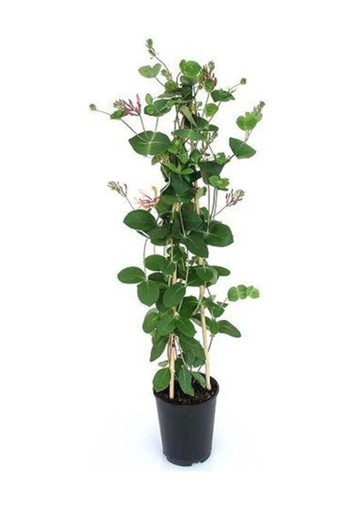 Yoğun Kokulu Sarı Beyaz Hanımeli Çiçeği 1 Adet Saksılı/ Tüplü 100-120cm Lonicera Japonica