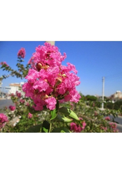 Serada Decor Plant Pembe Oya Ağacı Fıdanı 60 Cm Saksılı