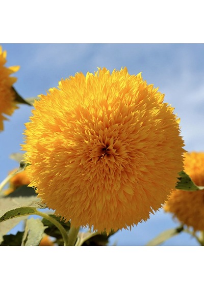 15 Adet Garden Sun Flower Gold Dwarf Tohumu