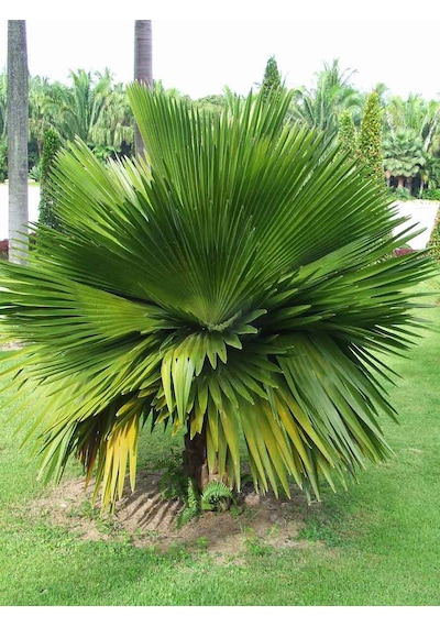 Copernicia Macroglossa Palmiye Tohum 2 Adet Tohum Ekim Seti