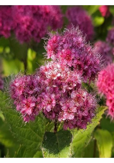 Videolu Pembe Çiçekli Keçi Sakalı Fidanı 1 Adet Saksılı/ Tüplü 60-80 Cm Ispirya Spiraea