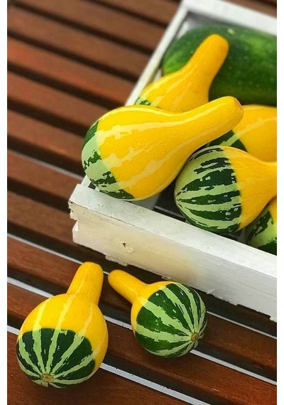 Sarı Yeşil Süs Kabağı Tohumu / 10 Adet Tohum
