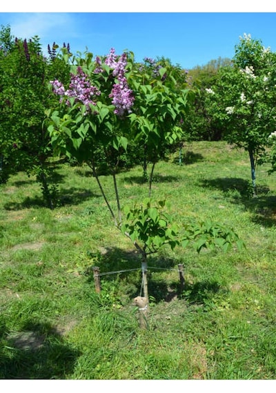Leylak Çiçeği, Mor Renkli Kokulu, 80-110 Cm, 3 Adet, Dış Mekan Bitkisi, Syringa Vulgaris Diğer