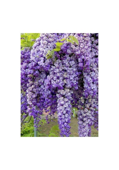 Kokulu Mor Salkım Çiçeği Fidesi Fidanı 10-20 Cm