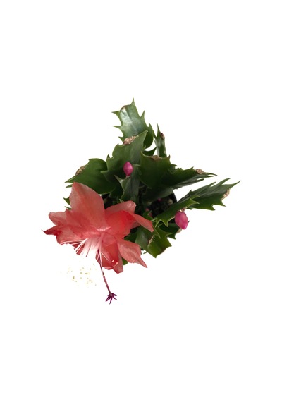 Schlumbergera 'Red' (Yılbaşı Çiçeği) Ø5,5 CM Y10-15 CM