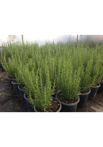 Yeşil Deniz Fidancılık Biberiye 20-40 CM