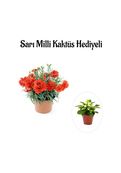 Kadınlar Gününe Özel Kırmızı Renk Karanfil Çiçeği Sarı Milli Kaktüs Hediyeli