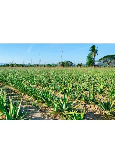 Serada Decor Plant Bol Yavrulu Aloe Vera Çiçeği Bitkisi Cilt İçin Uygun Sırrısabır Bitkisi