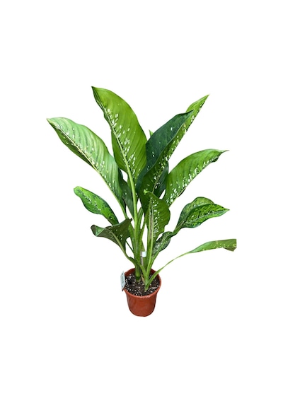 Dieffenbachia 'crocodile' Difenbahya Çiçeği