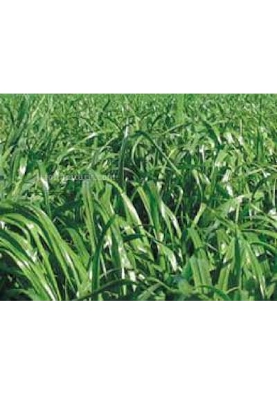Firba İtalyan Çimi, Süt Otu, RyeGRass, Rey GRass, Obelix 1 KG