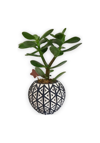 Sukulent Crassula Ovata | Siyah Desen Saksıda
