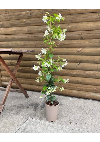 Arap Yasemini - Kokulu Sarmaşık Bitki 2-2.5 Metre 5 Adet