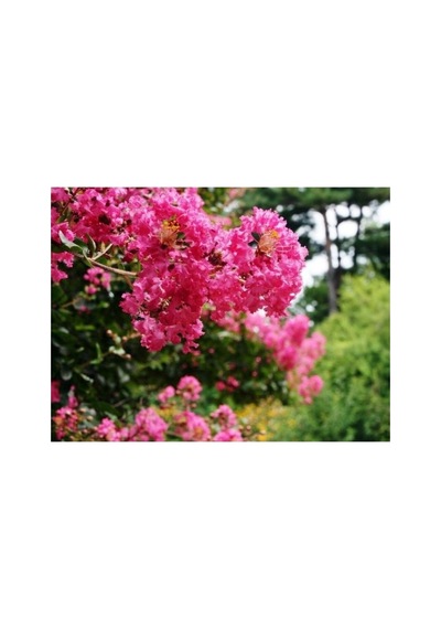 Pembe Oya Lagerstroemia Fidanı 10-20 Cm