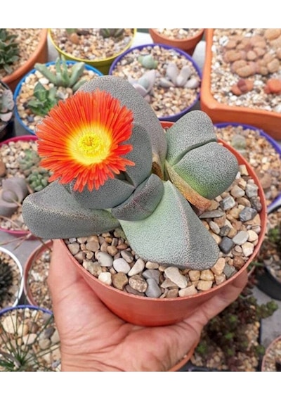 10 Adet Pleiospilos Nelii Succulent Tohumu