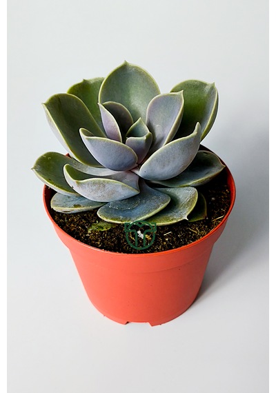 Echeveria Pollux Rozet Sukulent Özel Tür 8.5 Kırmızı Saksıda