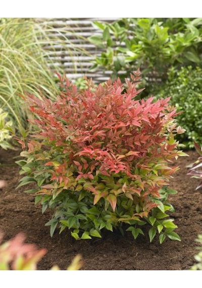 Bahçevilya 2 Yaşında Tüplü Nandina Cennet Bambusu Fidanı