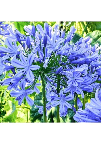 Afrika Zambağı Agapanthus