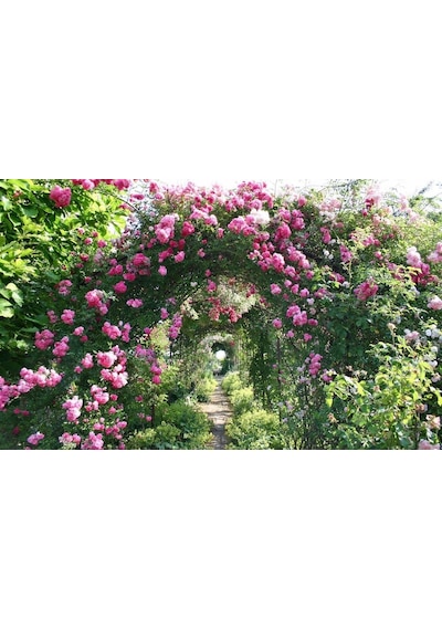 Sarmaşık Pembe Gül Fidanı