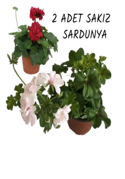 2 Adet Sakız Sardunya Çiçeği