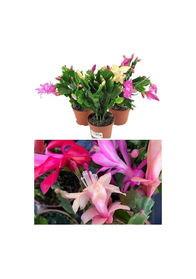 Schlumbergera Çiçeği - Yılbaşı Çiçeği 3 Adet Farklı Renk