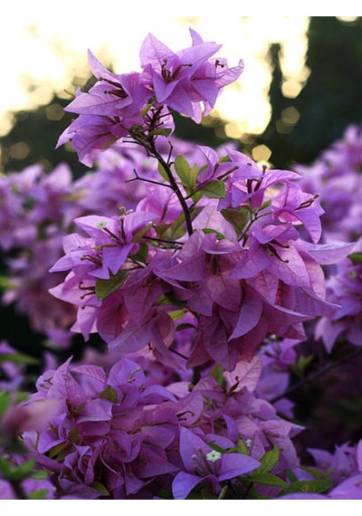 Videolu Mor Begonvil Çiçeği 80-100 Cm 1 Adet Saksılı Çiçekli Bahçe Bitkisi Bougainvillea