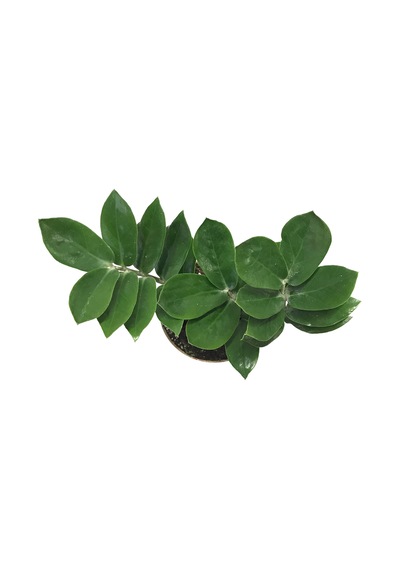 Zamia Zamioculcas (Zeze Çiçeği) Ø10,5 CM Y20-25 CM