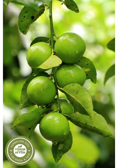 Yörem Afyon Orta Doğu Nun Yüzyıllık Tariflerinin Saklı Aroması Kurutulmuş Sarı Basra Limonu Misket Limon 80gr.