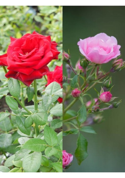 Yediveren Kırmızı Ve Pembe Renkli 40 60 Cm 2 Adet Saksılı Aşılı Gül Red And Pink Rose