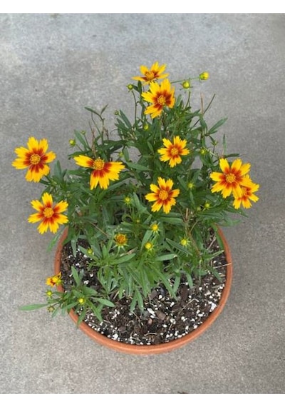 Sarı Çalı Papatyası 2 Adet Saksılı/ Tüplü 20-40 Cm Dış Mekan Bitkisi Euryops Daisy