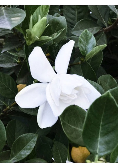 Videolu 1 Adet Çiçekli Müthiş Kokulu Gardenya Çiçeği 20-30 Cm Saksılı Iç Mekan Bitkileri Gardenia