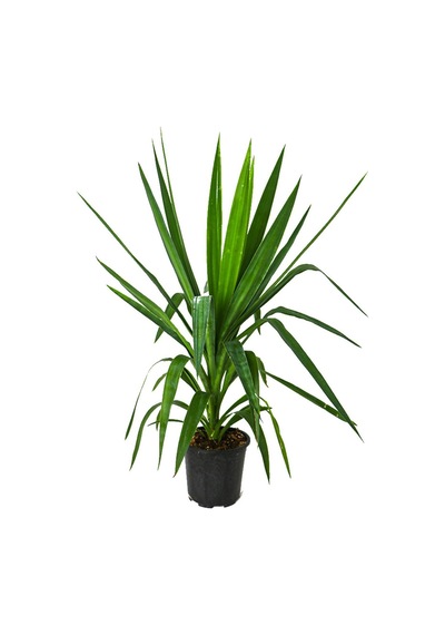 Thebestonline Çelik Yucca, 2 Adet