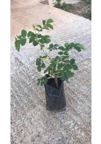 Kabristan Mezarlık İçin 8 Li Bitki Fidan Çiçek Seti 3982