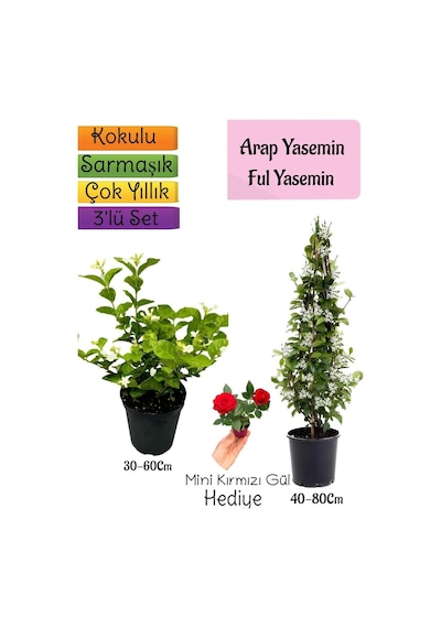 Kokulu Arap Yasemini+ful Yasemin+mini Gül Hediyeli 3'lü Bahçe Seti