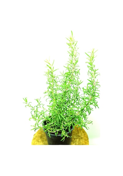 5 Adet Biberiye Kuş Dili Otu Set 5li 50 Cm Yemeklerde Kullanılabilir Biberiye