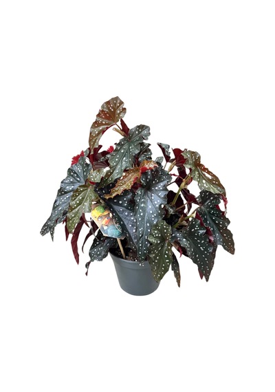 Begonia Maculata 'black Forest' Begonya Çiçeği