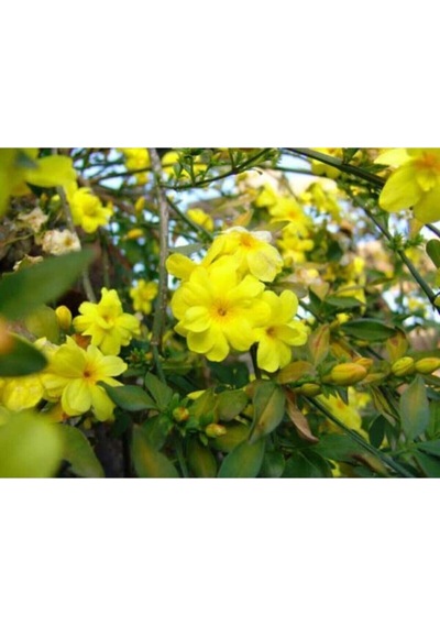 Sarı Çiçekli Kokulu Yasemin 50-100 Cm Dış Mekan Bitkileri Jasminum Fruticans