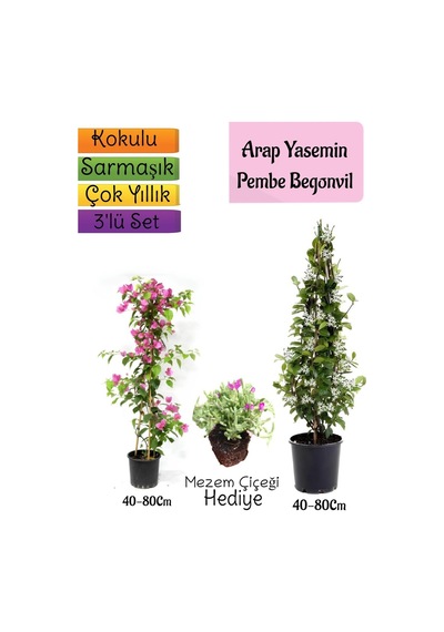Kokulu Arap Yasemini+pembe Begonvil+mezem Çiçeği 3'lü Bahçe Seti